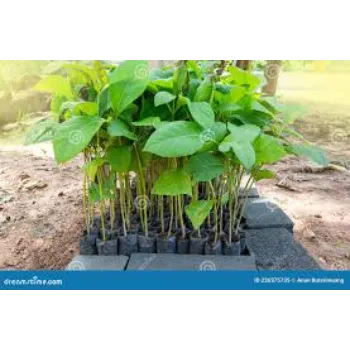 teak plant (22)-6947677-15273.webp